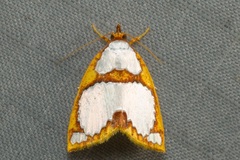 Titulcia confictella