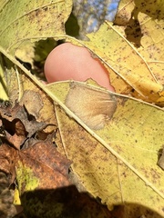 Phyllonorycter lucetiella