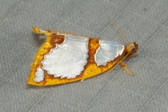 Titulcia confictella