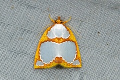 Titulcia confictella