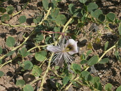 Capparis spinosa herbacea