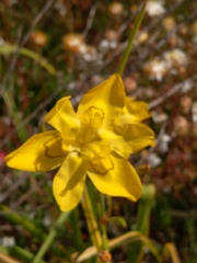 Moraea ramosissima