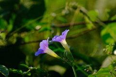 Ipomoea parasitica