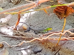 Cnemidophorus gaigei
