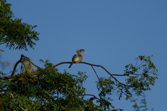 Ocyceros birostris