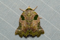 Tortriciforma chloroplaga