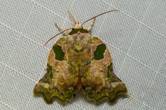 Tortriciforma chloroplaga