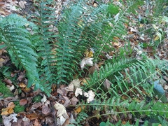 Polystichum × luerssenii