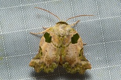 Tortriciforma chloroplaga