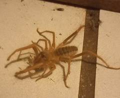 Solifugae