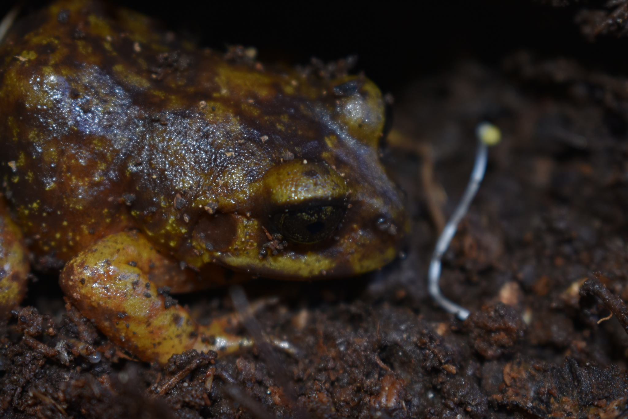 Eupsophus emiliopugini Formas, 1989
