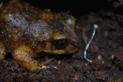 Eupsophus emiliopugini