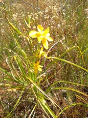 Moraea ramosissima