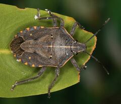 Pseudatelus notatipennis