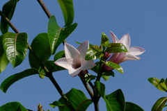 Cryptostegia grandiflora