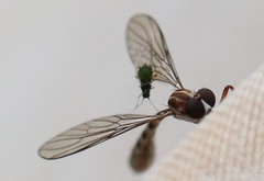 Beameromyia