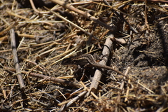 Stenocercus ornatissimus