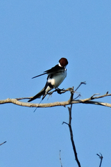 Hirundo smithii