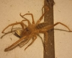 Solifugae