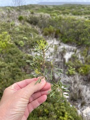 Morella quercifolia