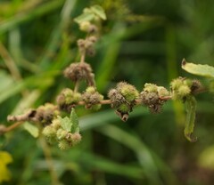 Triumfetta rhomboidea