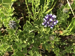 Psoralea bracteolata, photograph Caroline Voget, CC BY, iNaturalist via GBIF