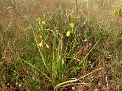 Moraea ramosissima