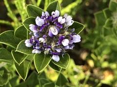 Psoralea bracteolata, photograph Caroline Voget, CC BY, iNaturalist via GBIF
