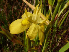 Moraea ramosissima