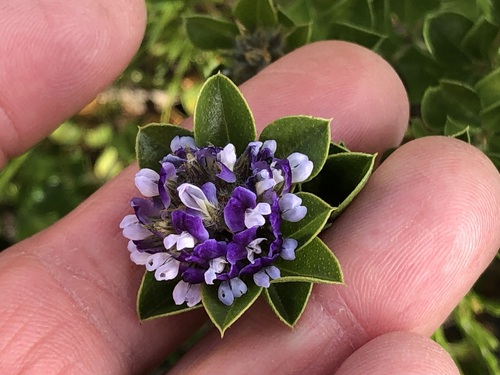Psoralea bracteolata, photograph 3