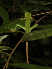Bronchocela jubata