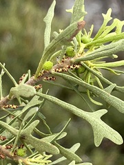 Morella quercifolia