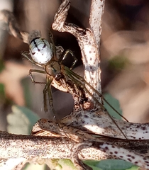 Leucauge
