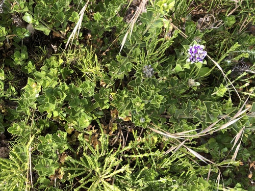 Psoralea bracteolata, photograph 5