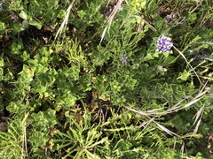 Psoralea bracteolata, photograph Caroline Voget, CC BY, iNaturalist via GBIF