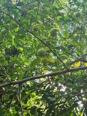 Citrus × taitensis