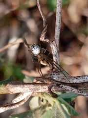 Leucauge