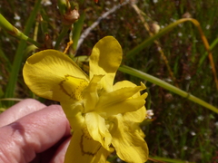Moraea ramosissima
