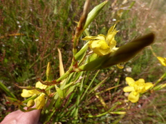 Moraea ramosissima