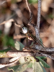 Leucauge