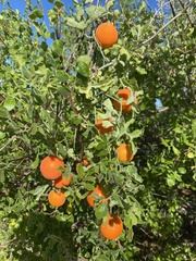 Ibervillea sonorae