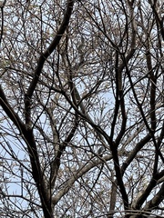 Dendroaspis polylepis