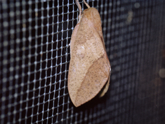 Adeloneivaia subangulata