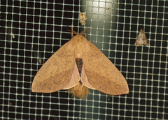 Adeloneivaia subangulata