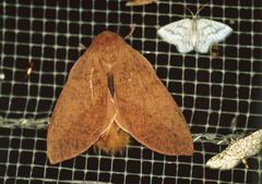 Adeloneivaia subangulata