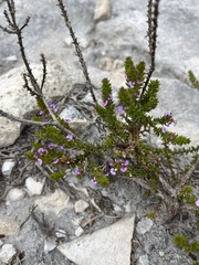 Muraltia satureioides
