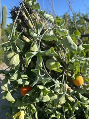 Ibervillea sonorae