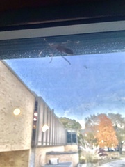 Leptoglossus clypealis