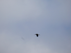 Ciconia ciconia