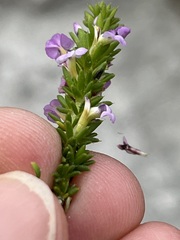 Muraltia satureioides